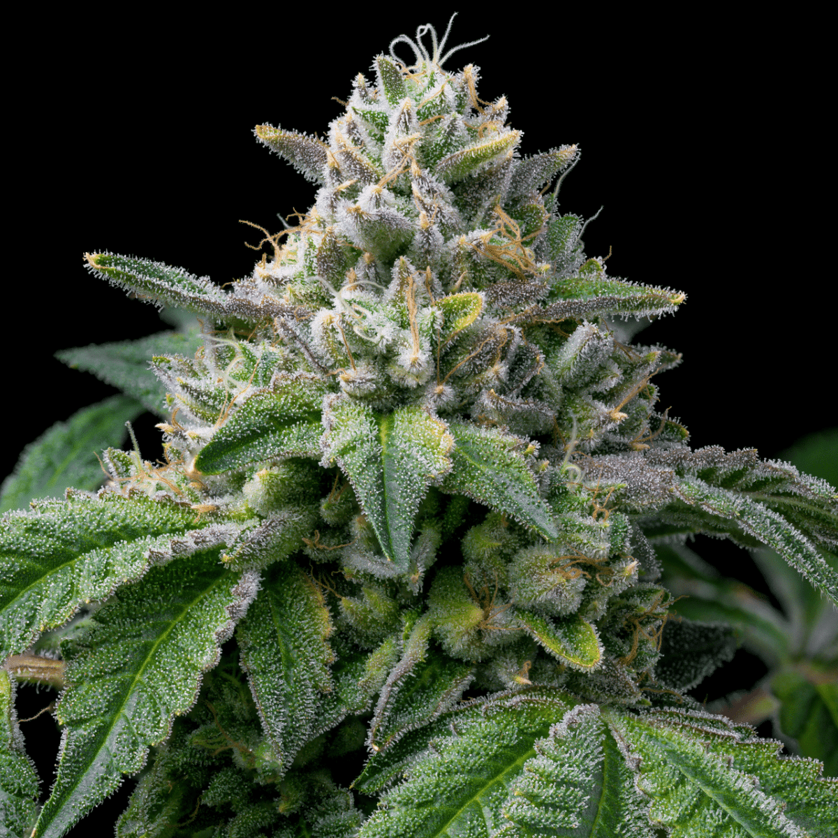 🎁 Paris OG Seeds (100% off) - Premium Cultivars