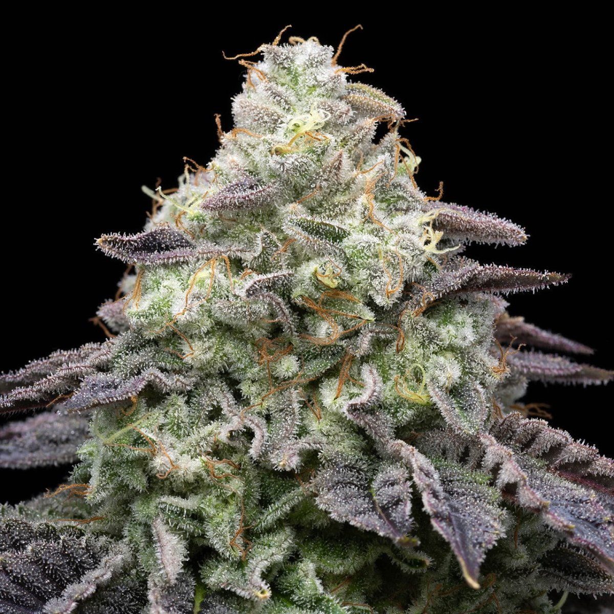 Peanut Butter Breath Seeds