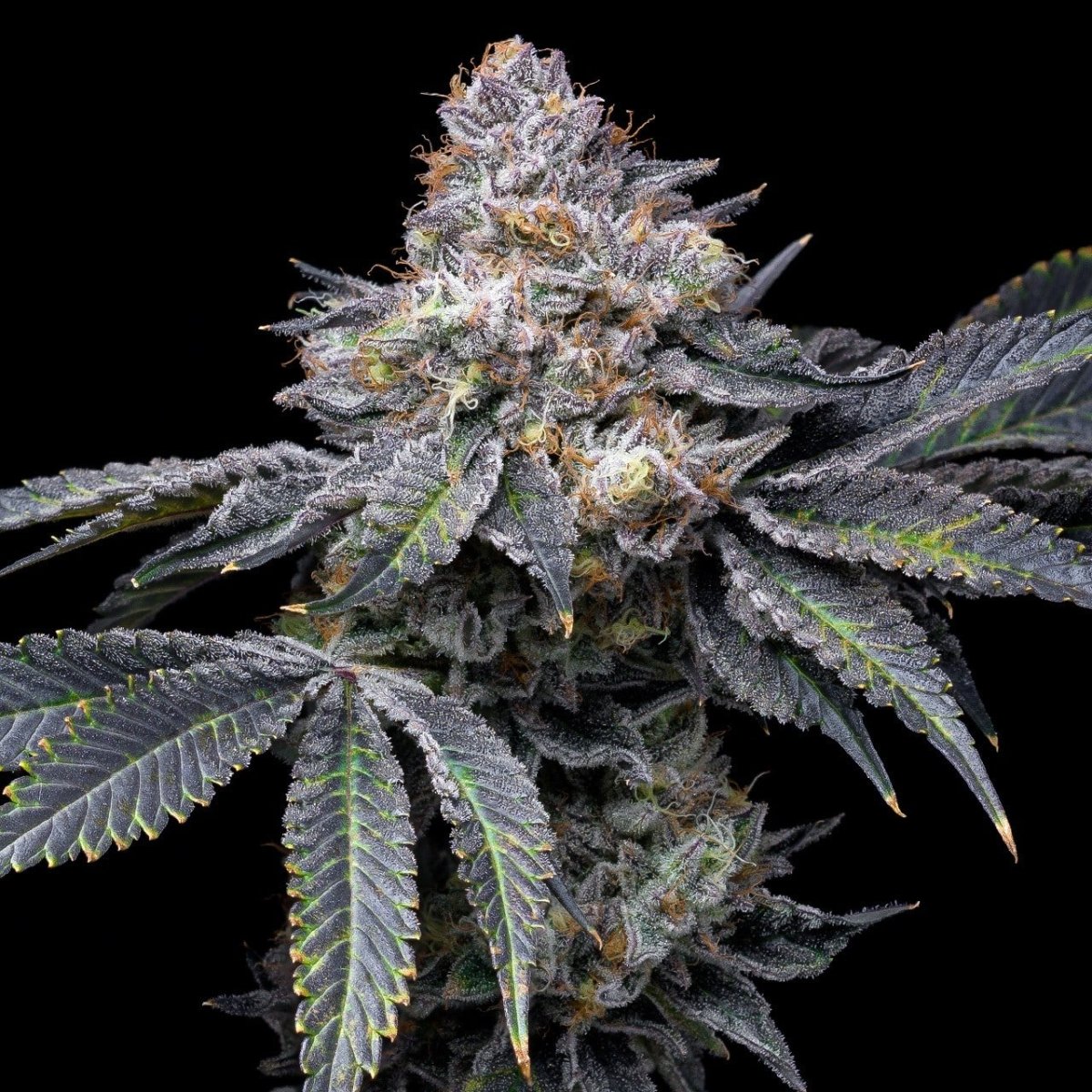 Permanent Marker strain cannabis plant with a large cola. The cannabis cola is densely packed with trichomes.