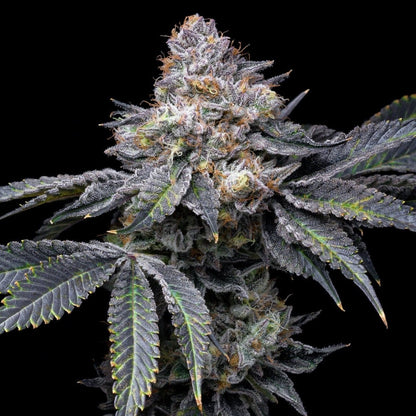 Permanent Marker strain cannabis plant with a large cola. The cannabis cola is densely packed with trichomes.