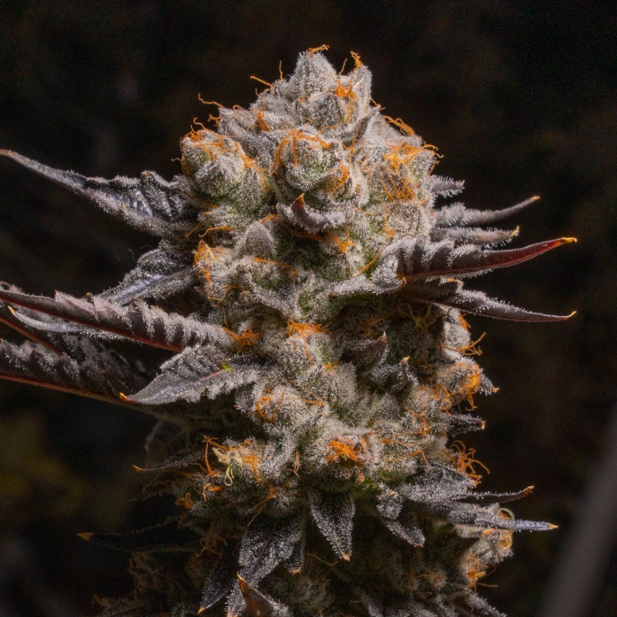 🎁 Pink Certz Seeds (100% off) - Premium Cultivars