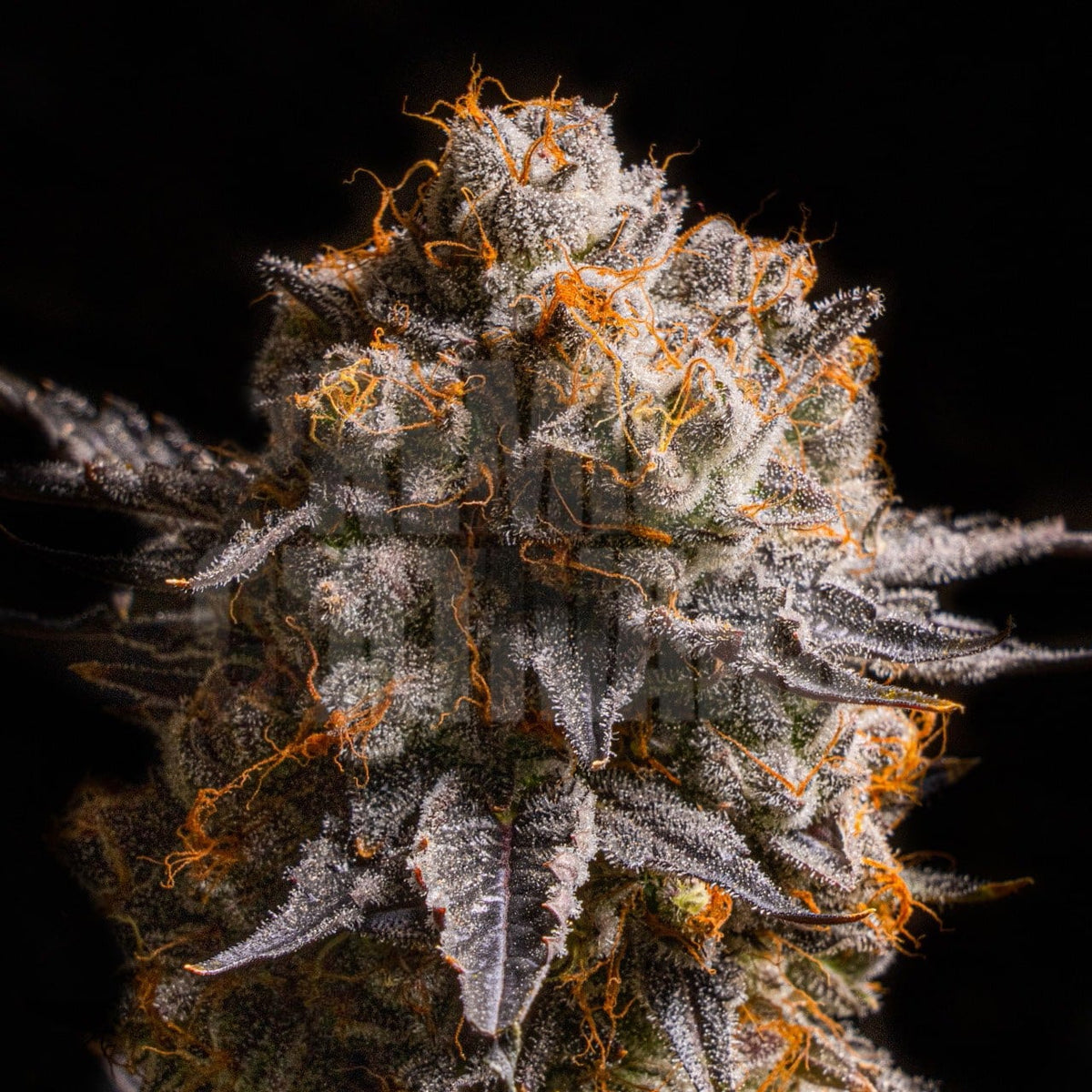 🎁 Pink Cookies Seeds (100% off)