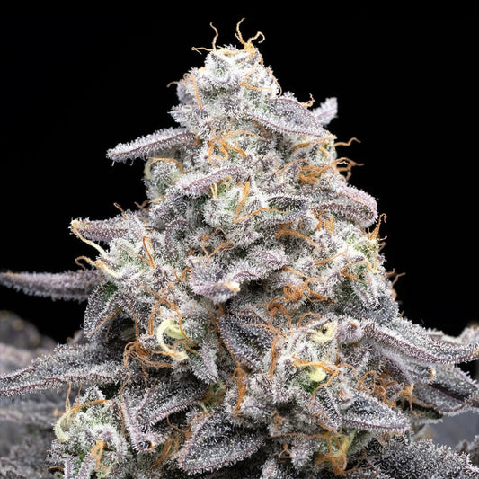 🎁 Pink Rozay Seeds (100% off) - Premium Cultivars