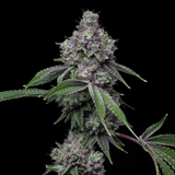 🎁 Pink Runtz Seeds (100% off)