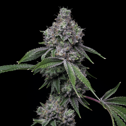 🎁 Pink Runtz Seeds (100% off) - Premium Cultivars