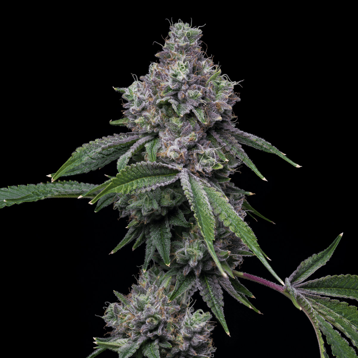 Pink Runtz Seeds - Premium Cultivars