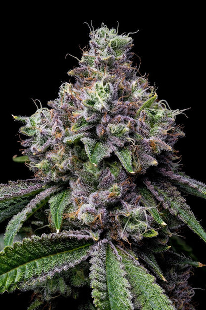 Pink Runtz Seeds - Premium Cultivars