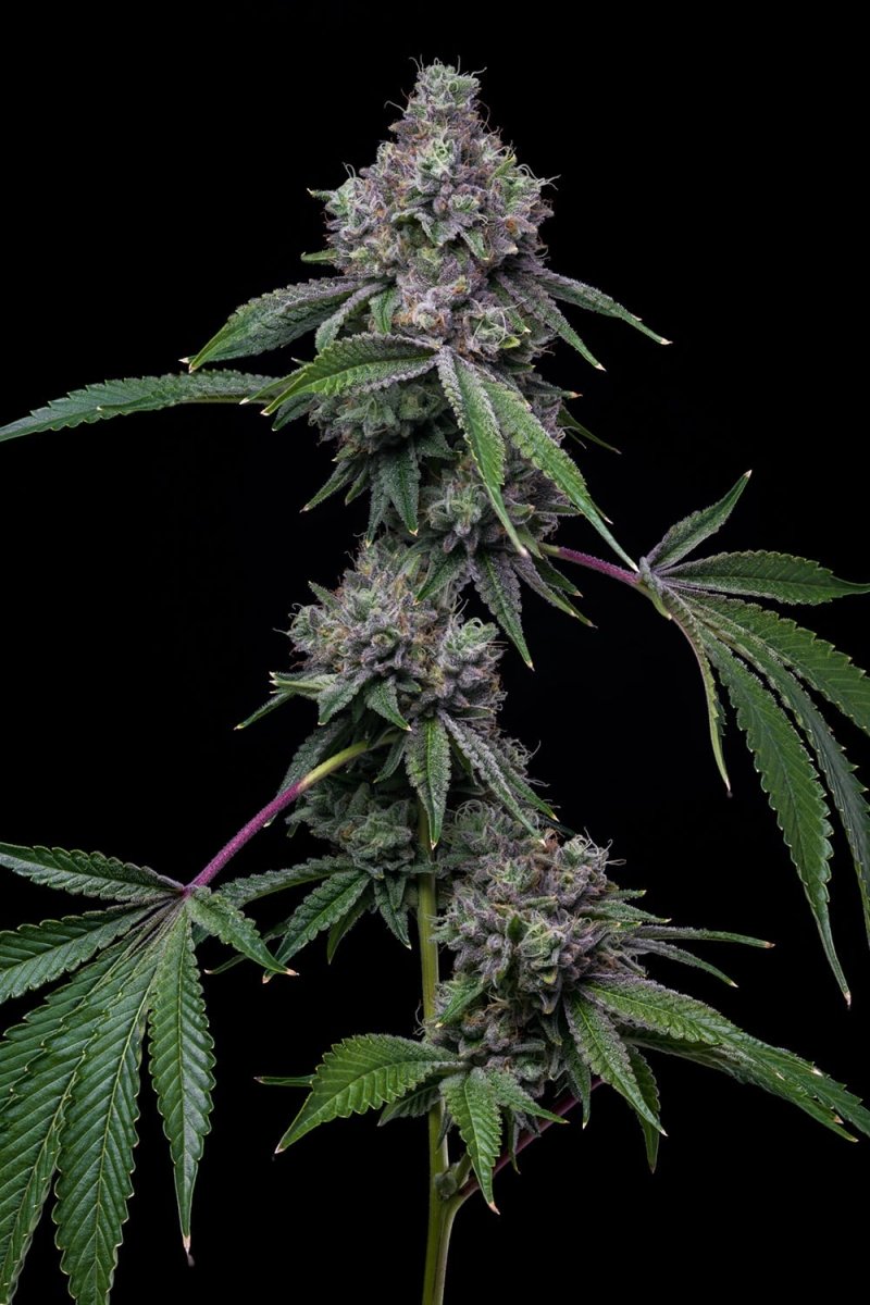 Pink Runtz Seeds - Premium Cultivars