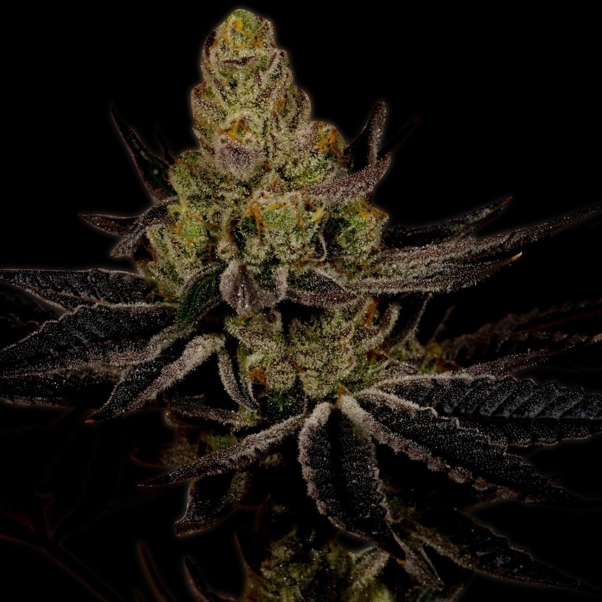 Platinum Cookies Autoflower Cannabis Plant