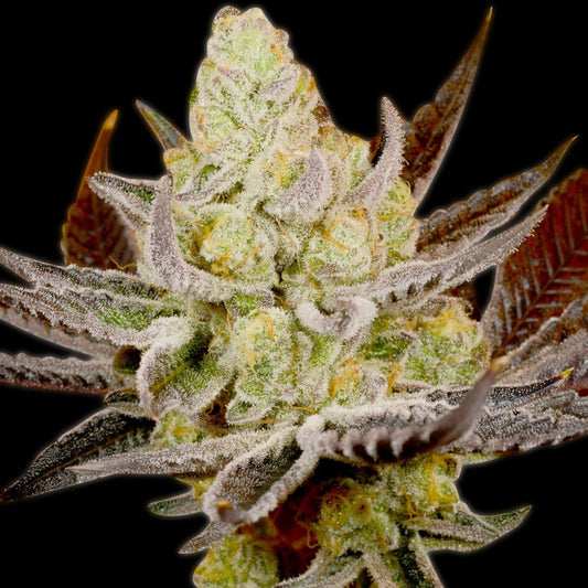 Platinum Kush Autoflower Cannabis Plant