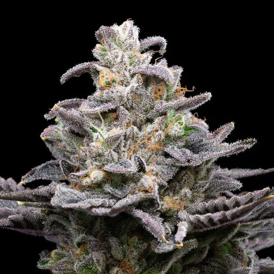 🎁 Pluto Seeds (100% off) - Premium Cultivars