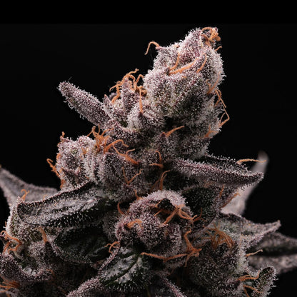 Purple Cookies Autoflower Seeds - Premium Cultivars