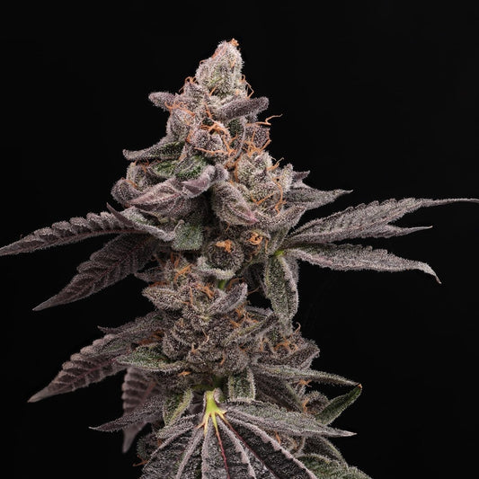 🎁 Purple Cookies Seeds (100% off) - Premium Cultivars