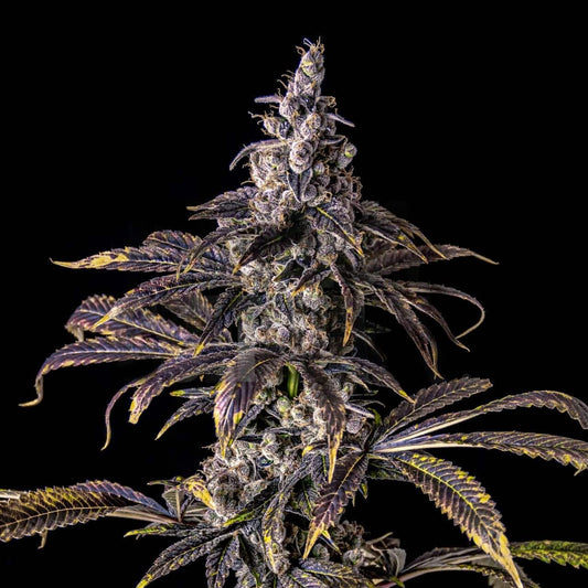 🎁 Purple Haze Seeds (100% off)