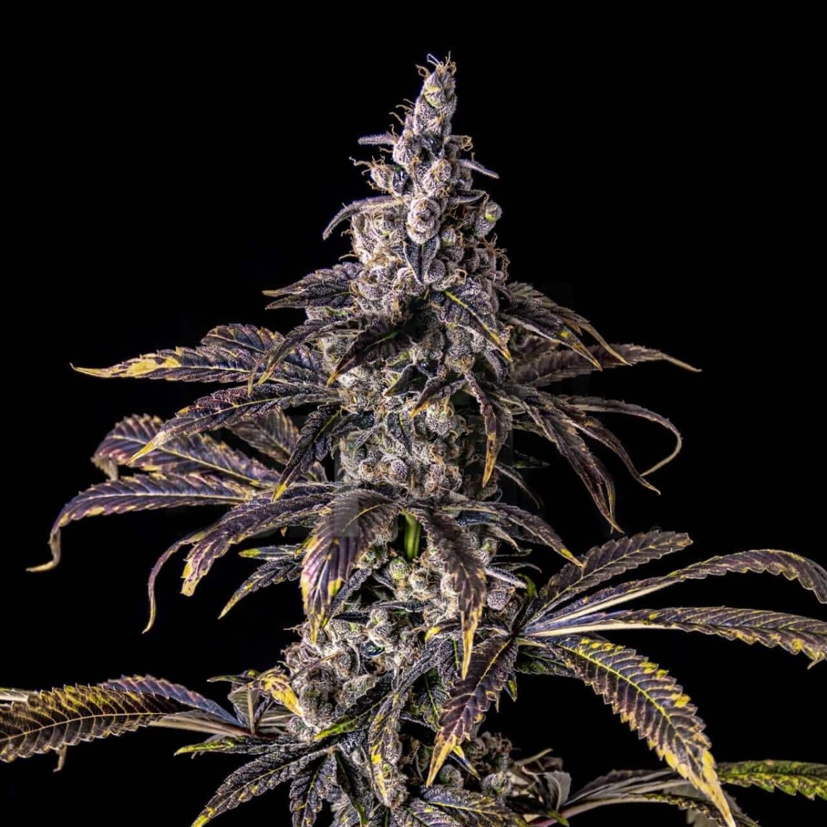 🎁 Purple Haze Seeds (100% off) - Premium Cultivars