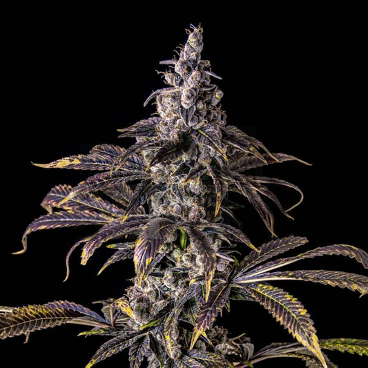 Purple Haze Seeds