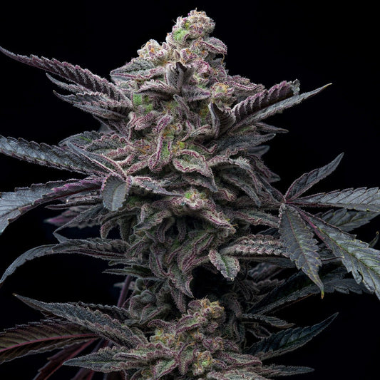 🎁 Purple Lemonade Autoflower Seeds (100% off)