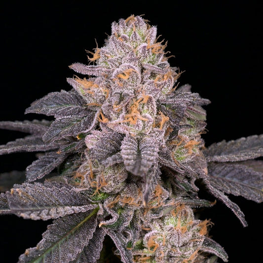 🎁 Purple Octane Seeds (100% off) - Premium Cultivars