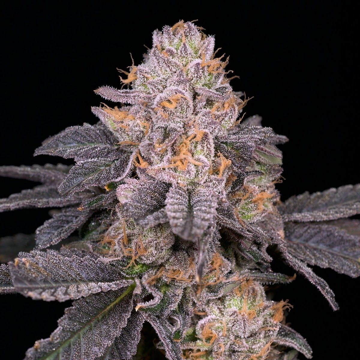 Purple Octane Seeds