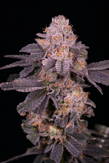 Purple Octane Seeds - Premium Cultivars
