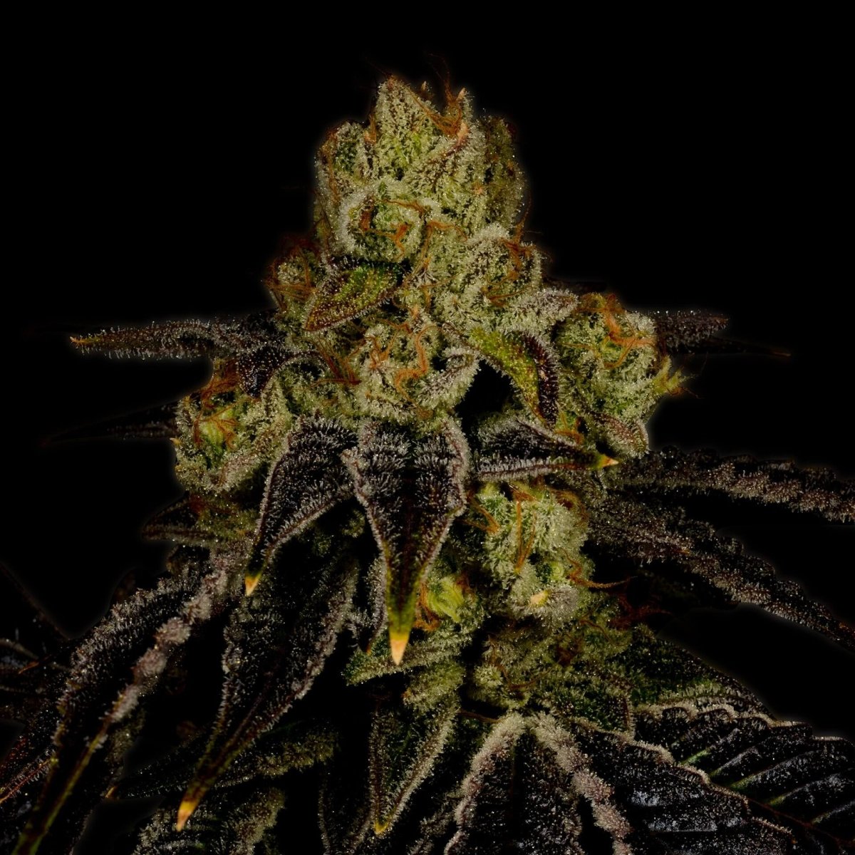 🎁 Purple Punch Autoflower Seeds (100% off) - Premium Cultivars