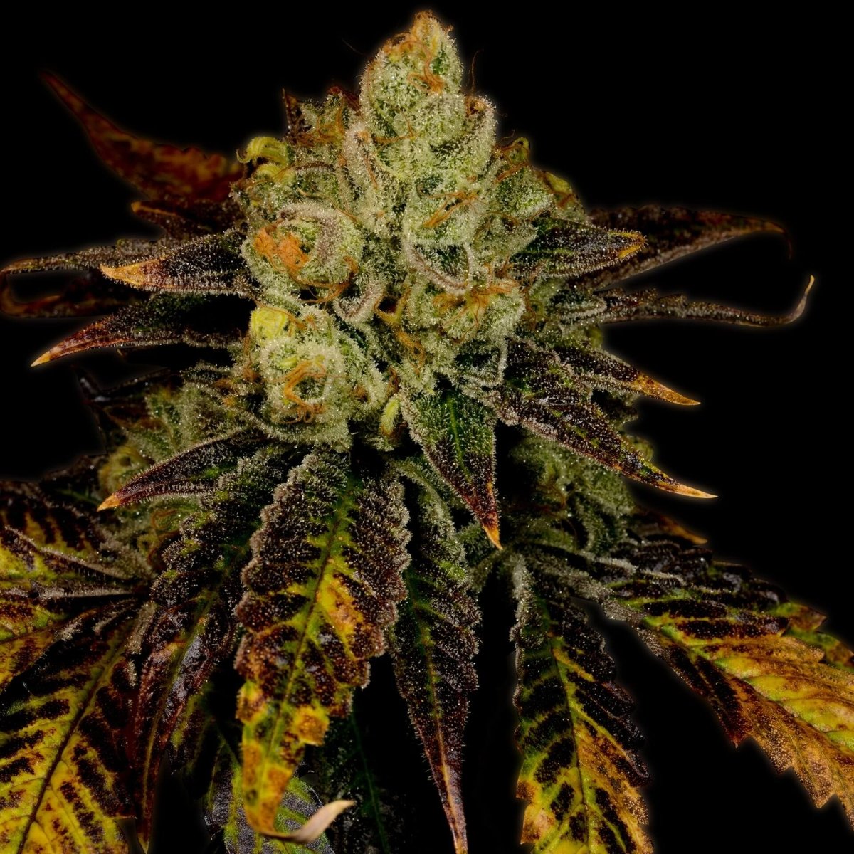 🎁 Purple Urkle Seeds (100% off) - Premium Cultivars