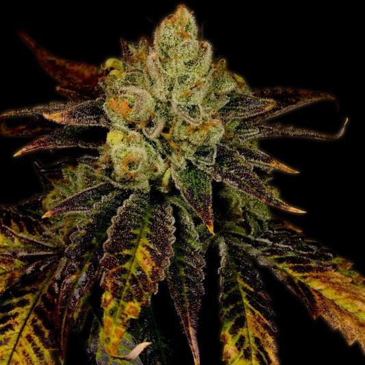 🎁 Purple Urkle Seeds (100% off) - Premium Cultivars