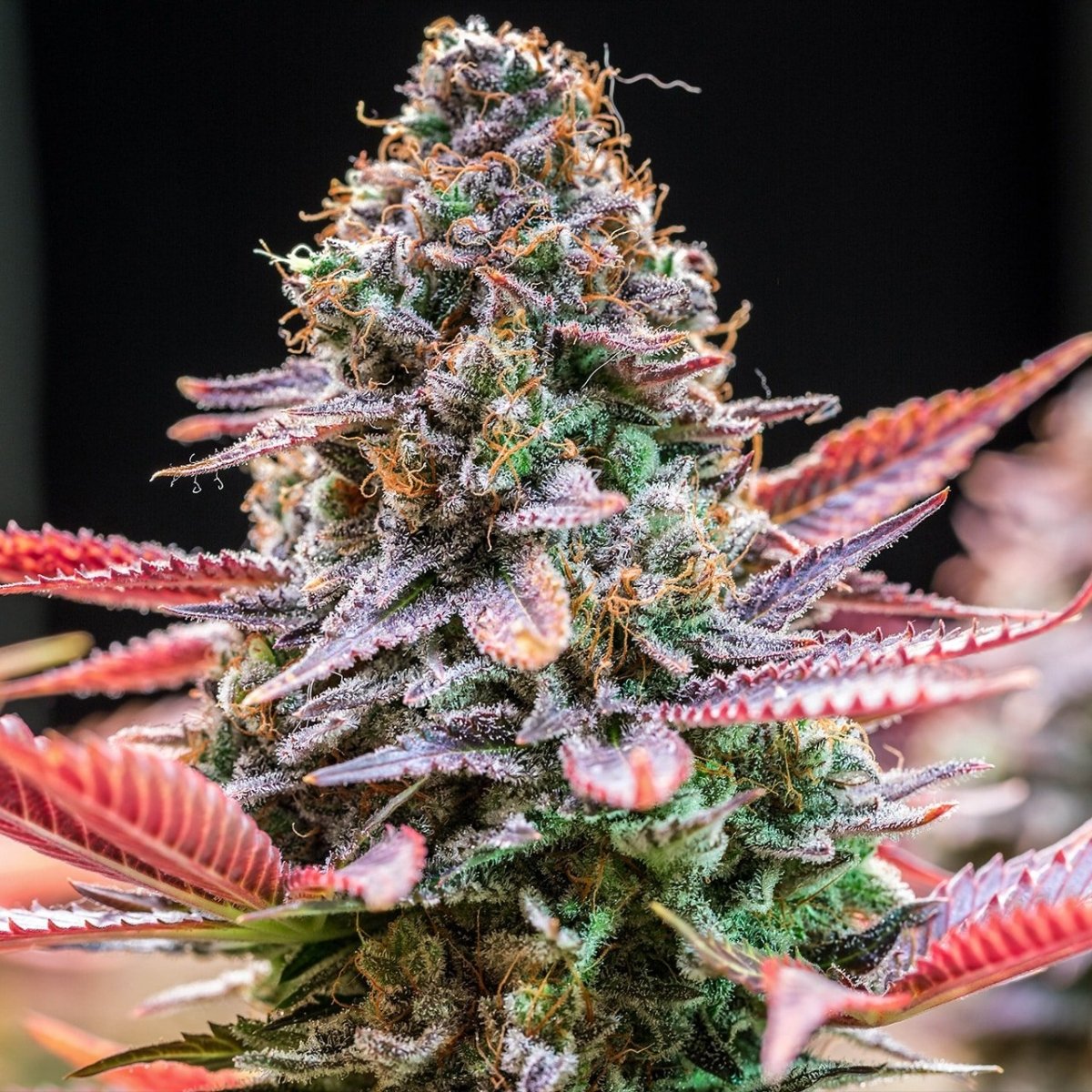 🎁 Rainbow Runtz Seeds (100% off) - Premium Cultivars