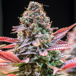 Rainbow Runtz Seeds – Premium Cultivars
