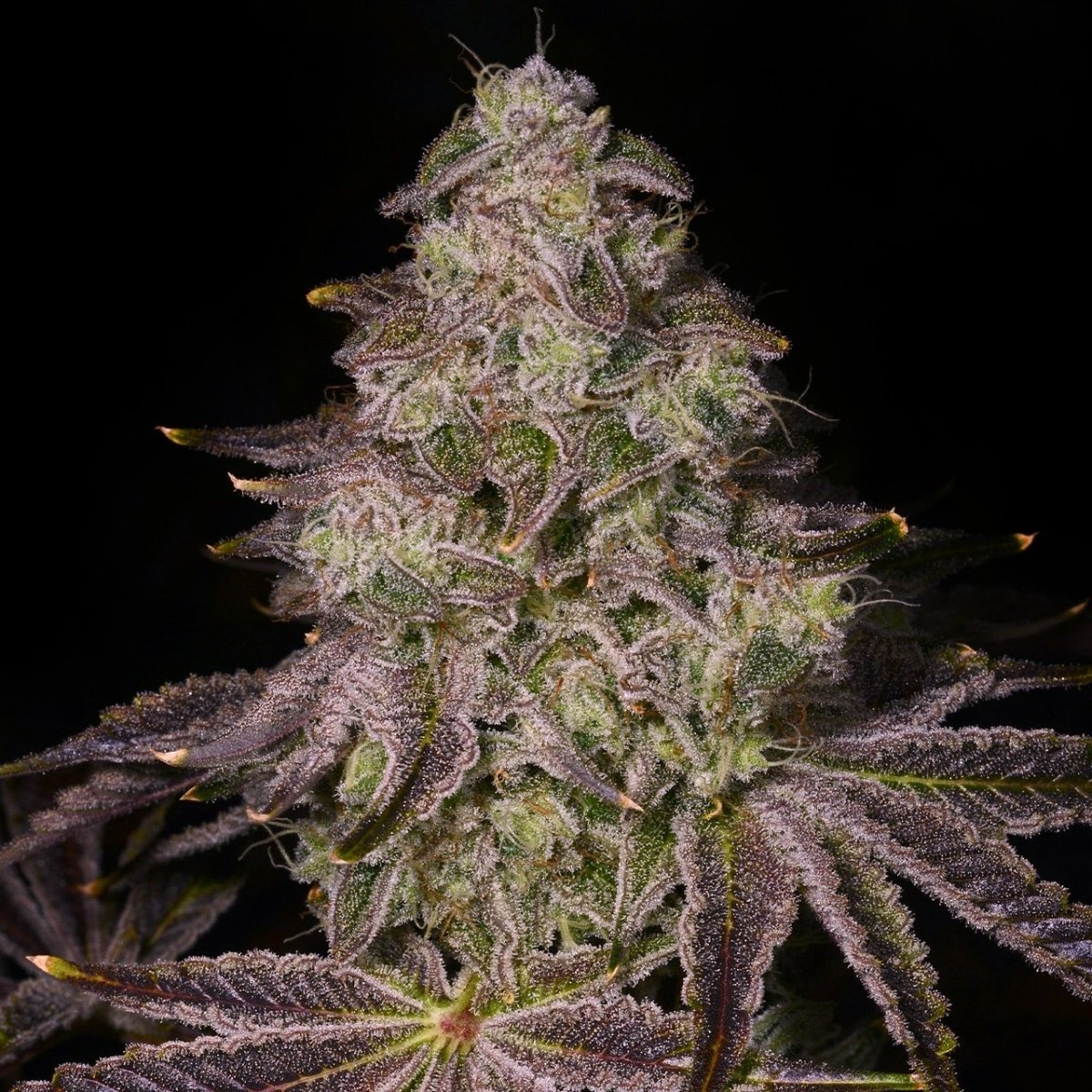 🎁 Rainbow Sherbet Seeds (100% off) - Premium Cultivars