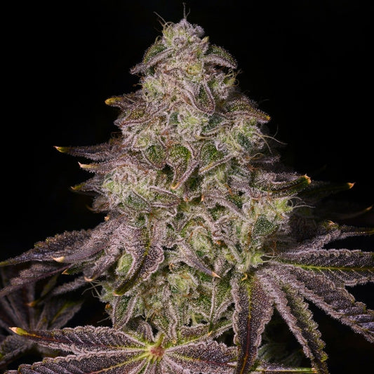 🎁 Rainbow Sherbet Seeds (100% off) - Premium Cultivars