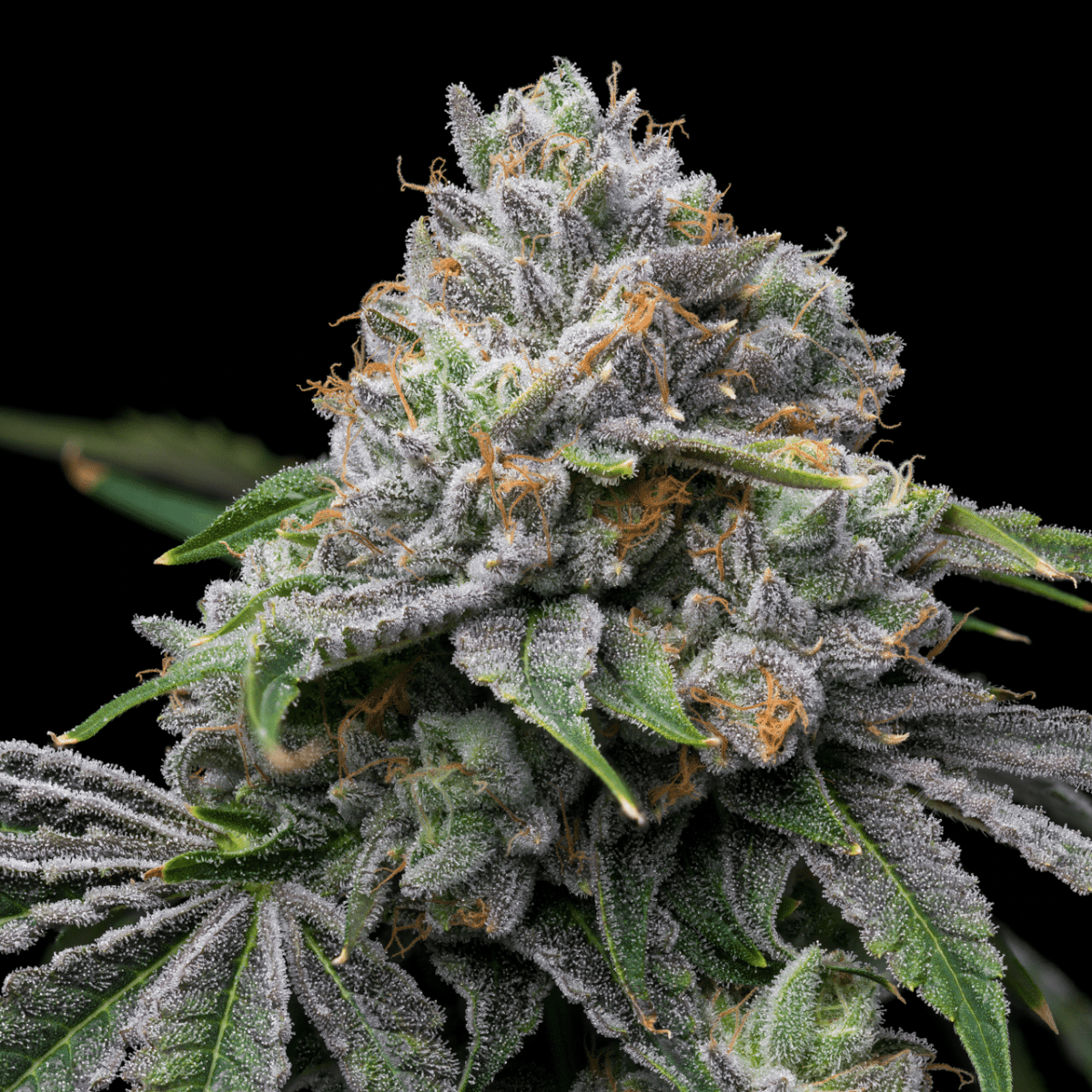 Rainbow Zkittlez Autoflower Seeds