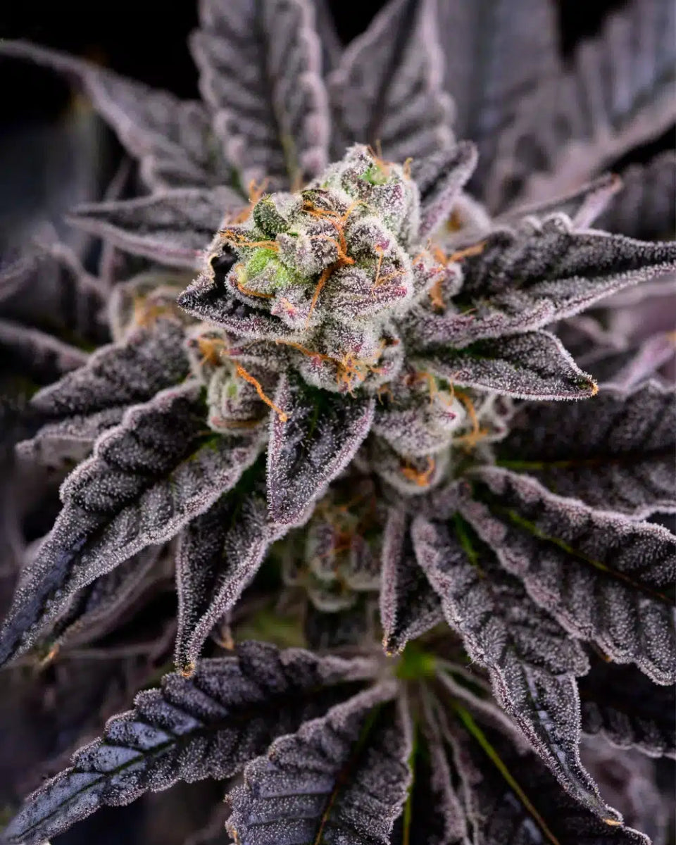 RS11 Seeds - Premium Cultivars