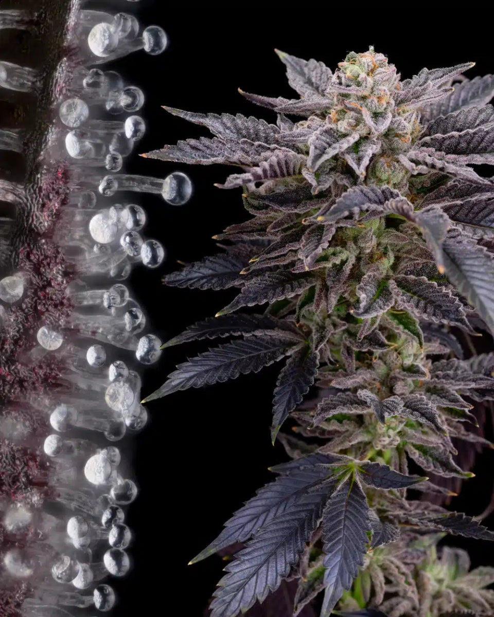 RS11 Seeds - Premium Cultivars