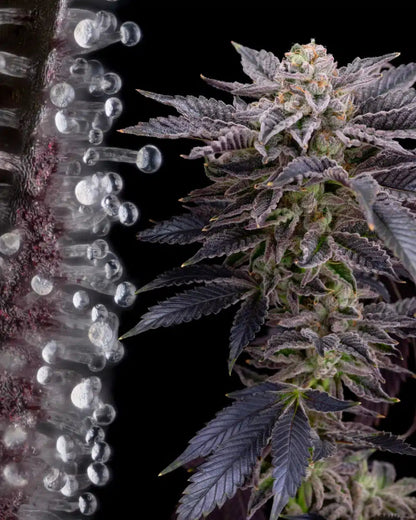 RS11 Seeds - Premium Cultivars