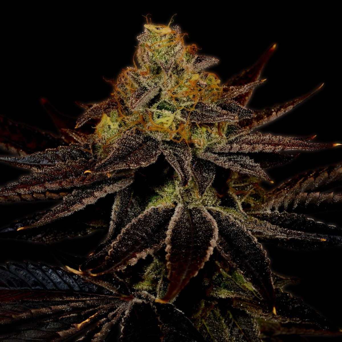 🎁 Runtz Seeds (100% off) - Premium Cultivars