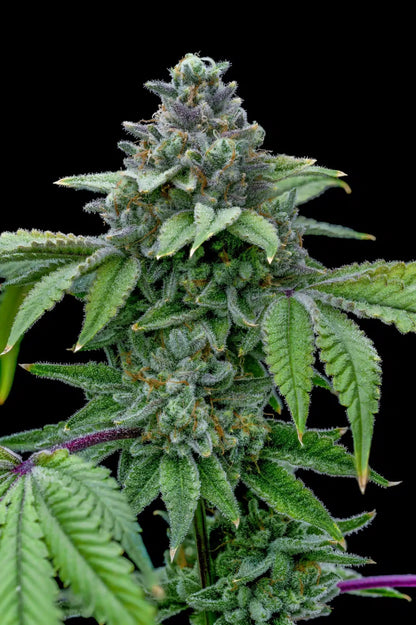 Santa Maria Auto Seeds - Premium Cultivars