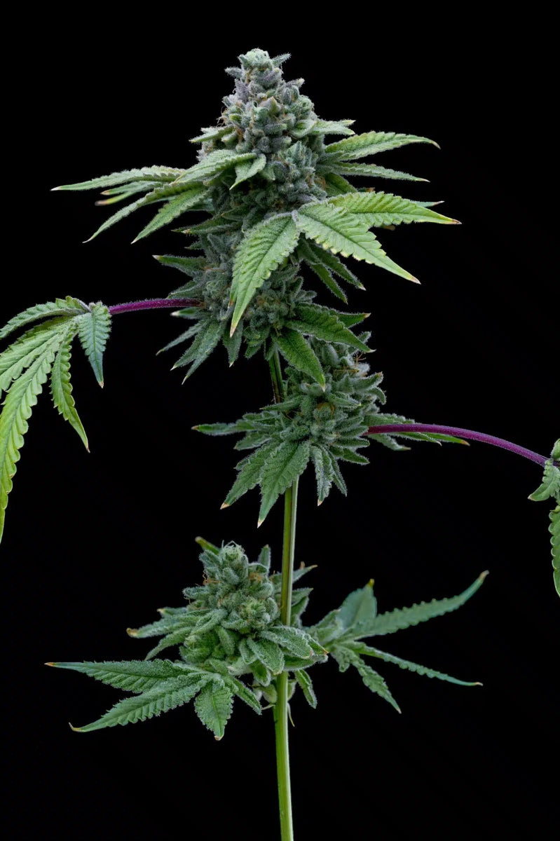 Santa Maria Auto Seeds - Premium Cultivars