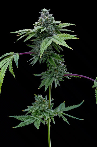 Santa Maria Auto Seeds - Premium Cultivars