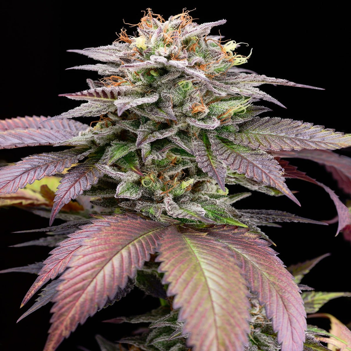 🎁 Sherbanger Seeds (100% off)