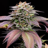 🎁 Sherbanger Seeds (100% off)