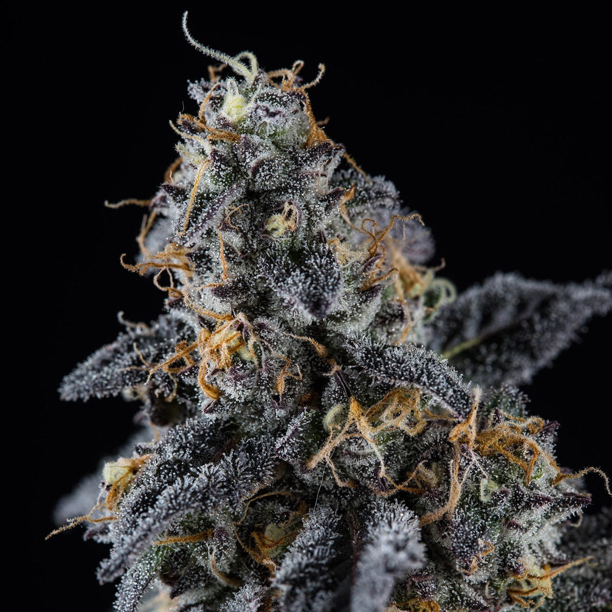 🎁 Sherbet Seeds (100% off)