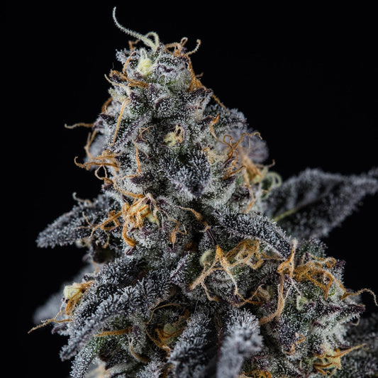🎁 Sherbet Seeds (100% off) - Premium Cultivars