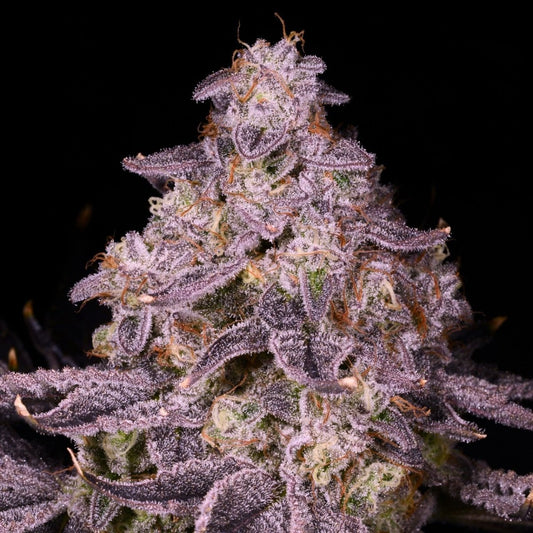 🎁 Sherblato Seeds (100% off) - Premium Cultivars
