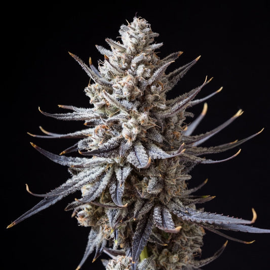 🎁 Skilatti Seeds (100% off) - Premium Cultivars