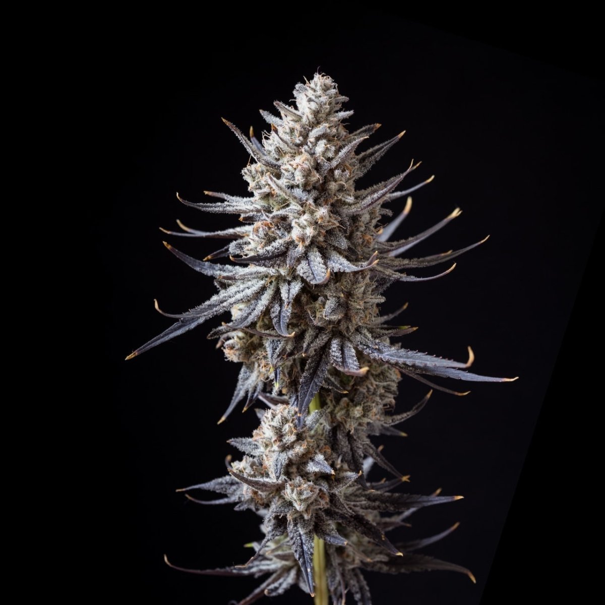 Skilatti Seeds - Premium Cultivars