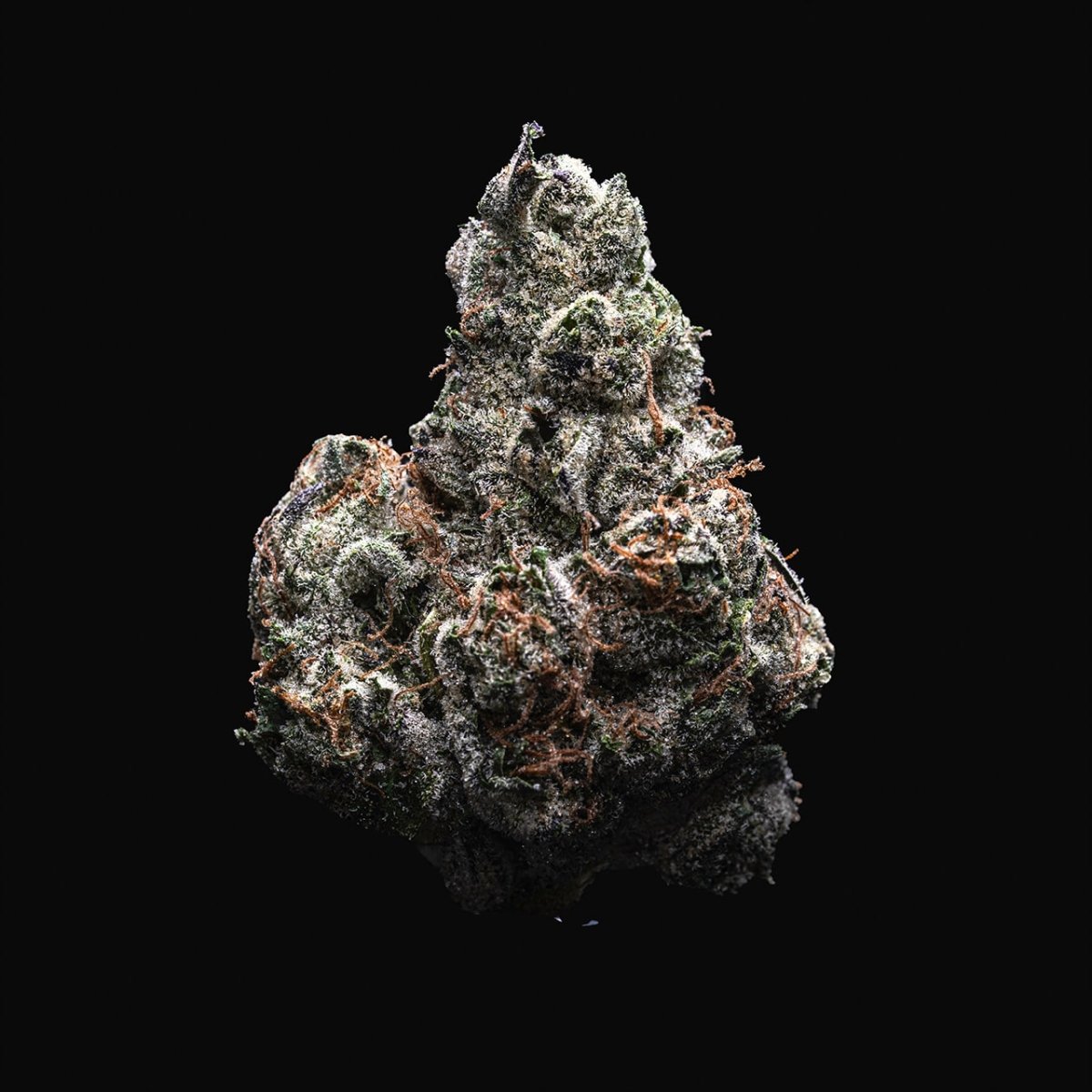 Skilatti Seeds - Premium Cultivars