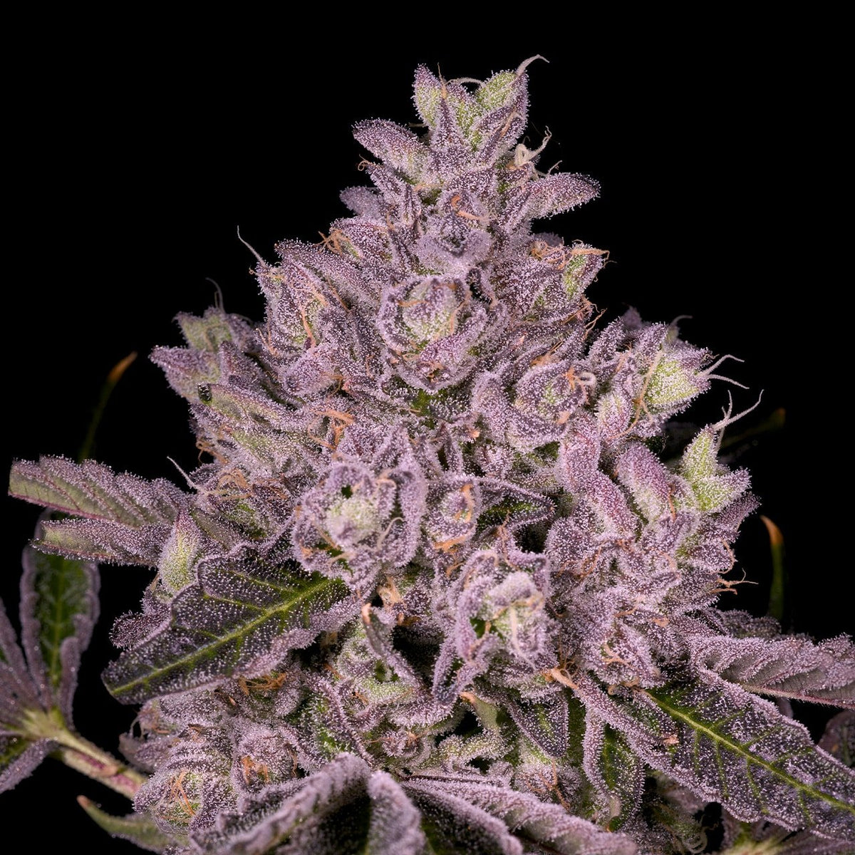 🎁 Slapz Seeds (100% off)