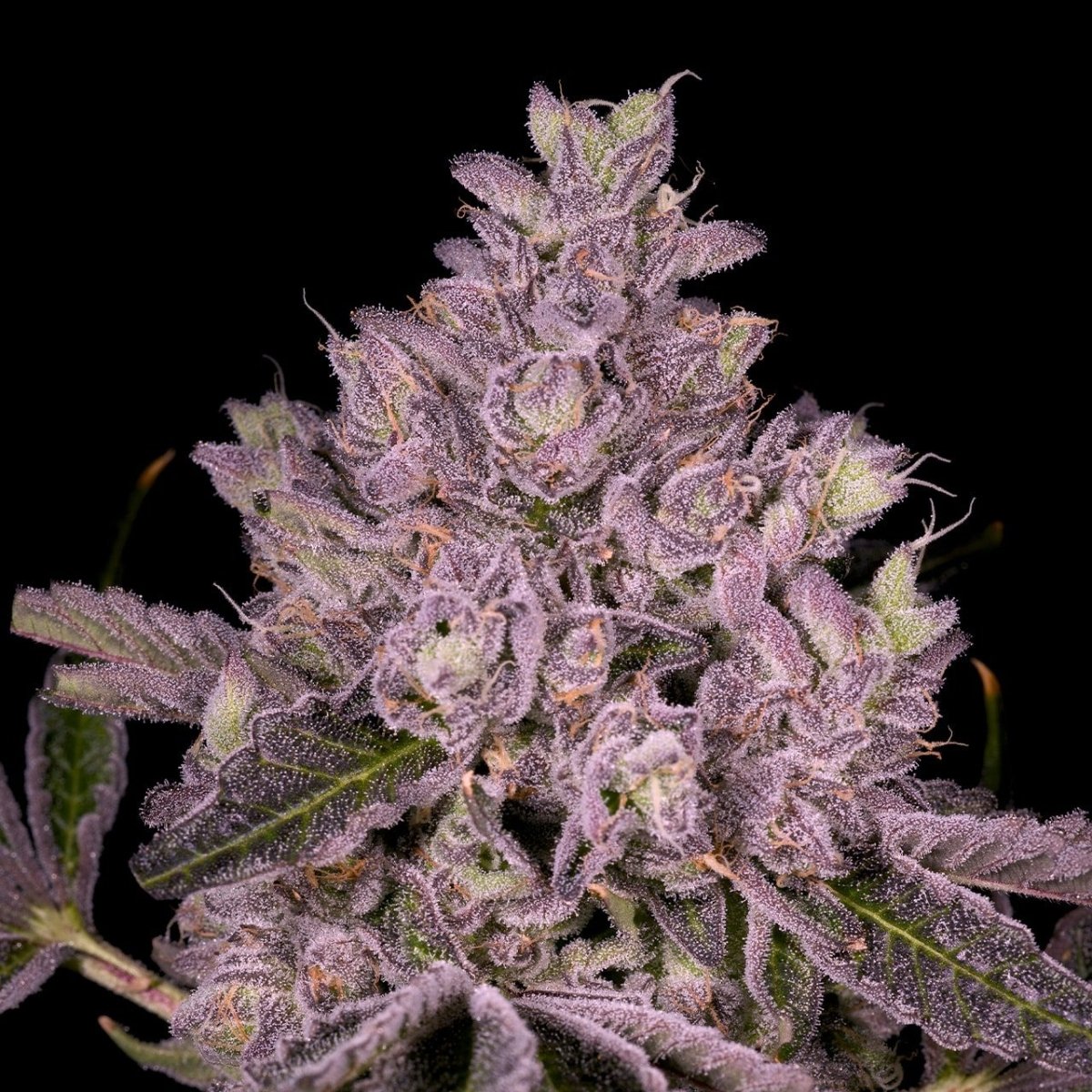 🎁 Slapz Seeds (100% off) - Premium Cultivars