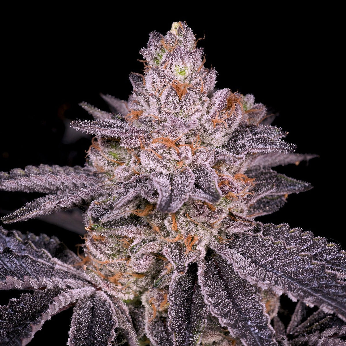 🎁 Slurricane Seeds (100% off)